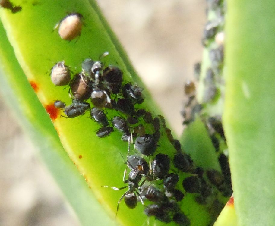 Aphis fabae su Carpobrotus edulis